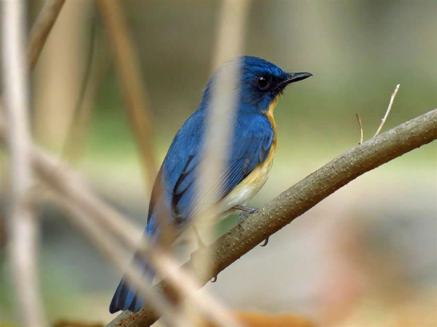 Tickell's flycatcher